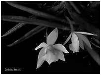 Leptotes tenuis. A species orchid (black and white)