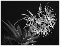 Macroclinium manabinum. A species orchid (black and white)