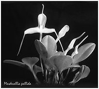 Masdevallia pallida. A species orchid (black and white)