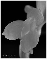 Maxillaria sophronitis. A species orchid (black and white)