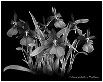 Miltonia spectabilis v. Morelliana. A species orchid (black and white)