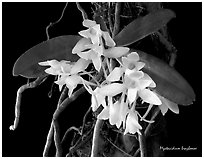 Mystacidium braybonae. A species orchid (black and white)