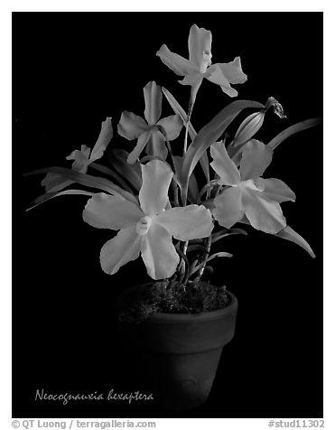 Neocognauxia hexaptera. A species orchid