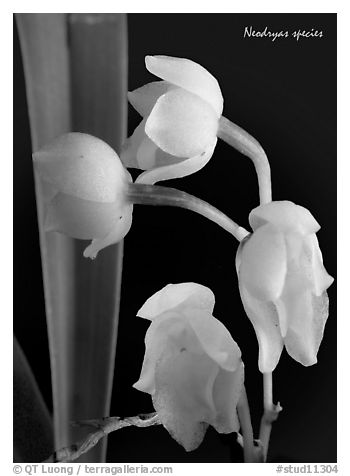 Neodryas species. A species orchid (black and white)