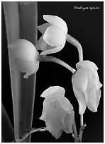 Neodryas species. A species orchid (black and white)