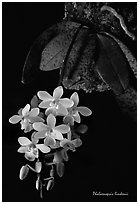 Phalaenopsis lindenii. A species orchid (black and white)