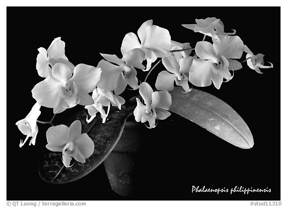 Phalaenopsis philippinensis. A species orchid (black and white)