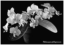 Phalaenopsis philippinensis. A species orchid (black and white)