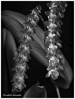 Pleurothallis dentipetalla. A species orchid (black and white)