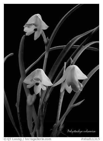 Polystachya vulcanica. A species orchid