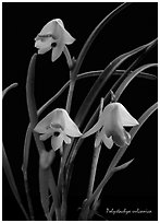 Polystachya vulcanica. A species orchid (black and white)