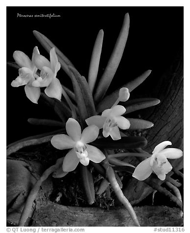 Pteroceras semiteretifolium. A species orchid