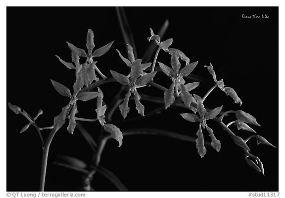 Renanthera bella. A species orchid