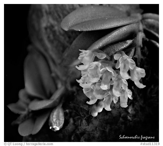 Schoenorchis fragrans. A species orchid (black and white)