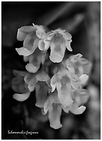 Schoenorchis fragrans. A species orchid (black and white)