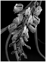 Schoenorchis juncifolia. A species orchid (black and white)