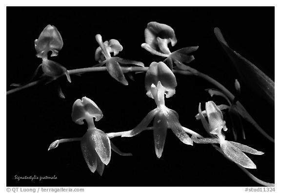 Sigmatostylis guatemala. A species orchid
