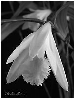 Sobralia allenii. A species orchid (black and white)
