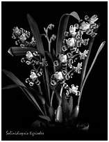 Solinidiopsis tigriodes. A species orchid (black and white)