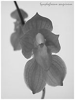 Symphoglossum sanguineum. A species orchid (black and white)