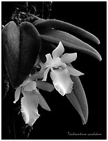 Trichocentrum candidum. A species orchid (black and white)