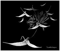 Trisetella hoejerii. A species orchid (black and white)