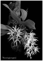 Warmingia eugeneii. A species orchid (black and white)
