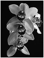 Cymbidium Atlantic Crossing 'Featherhill'. A hybrid orchid (black and white)
