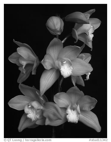 Cymbidium Baltic Sweetheart 'Sarah'. A hybrid orchid (black and white)