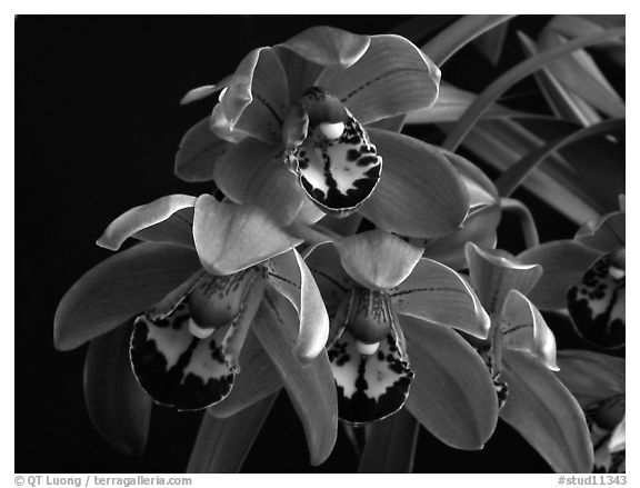 Cymbidium Cherry Cola. A hybrid orchid