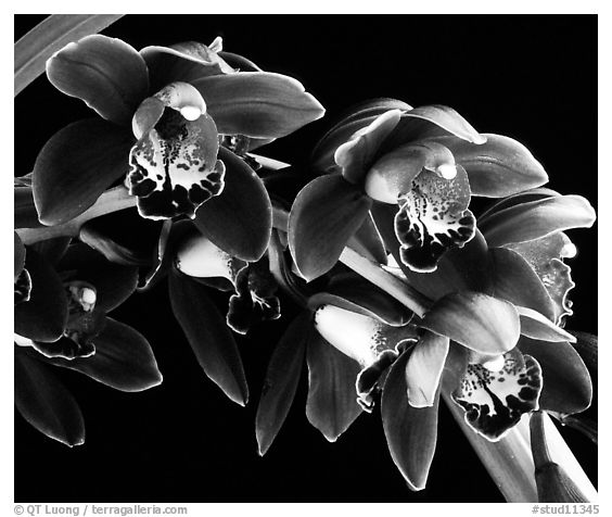 Cymbidium Crackerjack 'Midnight Magic'. A hybrid orchid