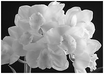 Cymbidium Culpaulin 'Ice Green'. A hybrid orchid (black and white)