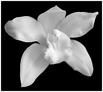 Cymbidium Enzan Delight 'Flourish' Flower. A hybrid orchid (black and white)