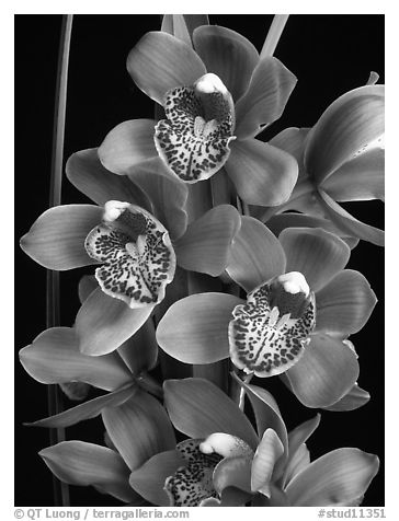 Cymbidium Enzan Forest 'Majolica'. A hybrid orchid (black and white)
