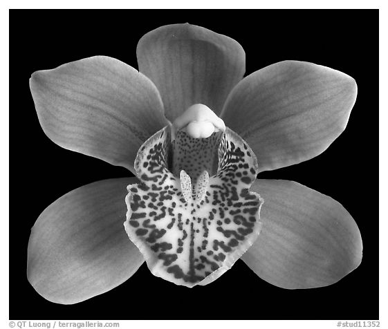 Cymbidium Enzan Forest 'Majolica' Flower. A hybrid orchid