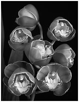 Cymbidium Lucky Gloria 'Fukunokami'. A hybrid orchid (black and white)