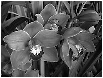 Cymbidium Mighty Sunset 'Annabelle'. A hybrid orchid (black and white)