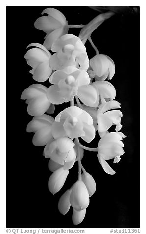 Cymbidium Mini Sarah 'Pearl Fall'. A hybrid orchid (black and white)