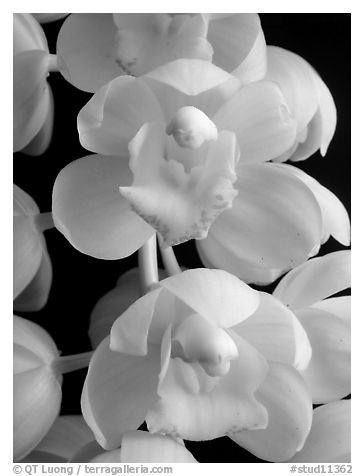 Cymbidium Mini Sarah 'Pearl Fall' Flowers. A hybrid orchid (black and white)