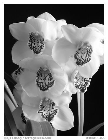 Cymbidium Pine Clash 'Moon Venus'. A hybrid orchid (black and white)