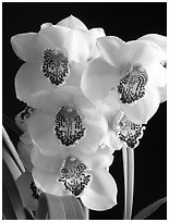 Cymbidium Pine Clash 'Moon Venus'. A hybrid orchid (black and white)