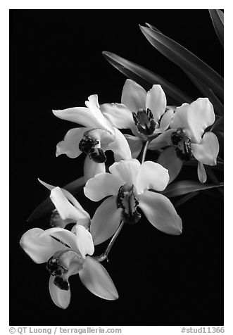 Cymbidium Rincon Lady 'Zita'. A hybrid orchid