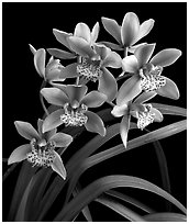 Cymbidium Starbright. A hybrid orchid (black and white)