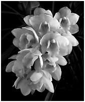 Cymbidium Splendid Pinkie 'Petite Minerve'. A hybrid orchid (black and white)