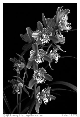 Cymbidium Strathdon 'Cooksbridge Fantasy''. A hybrid orchid
