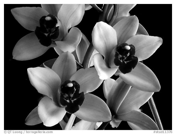Cymbidium Yai 'Sweet Plum'. A hybrid orchid