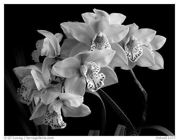 Cymbidium Fanfair. A hybrid orchid