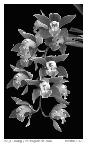 Cymbidium hybrid '12'. A hybrid orchid