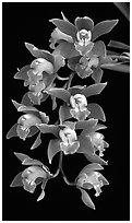 Cymbidium hybrid '12'. A hybrid orchid (black and white)