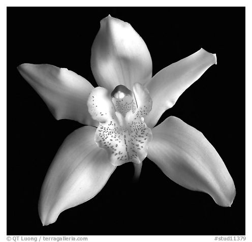 Cymbidium hybrid '2'. A hybrid orchid